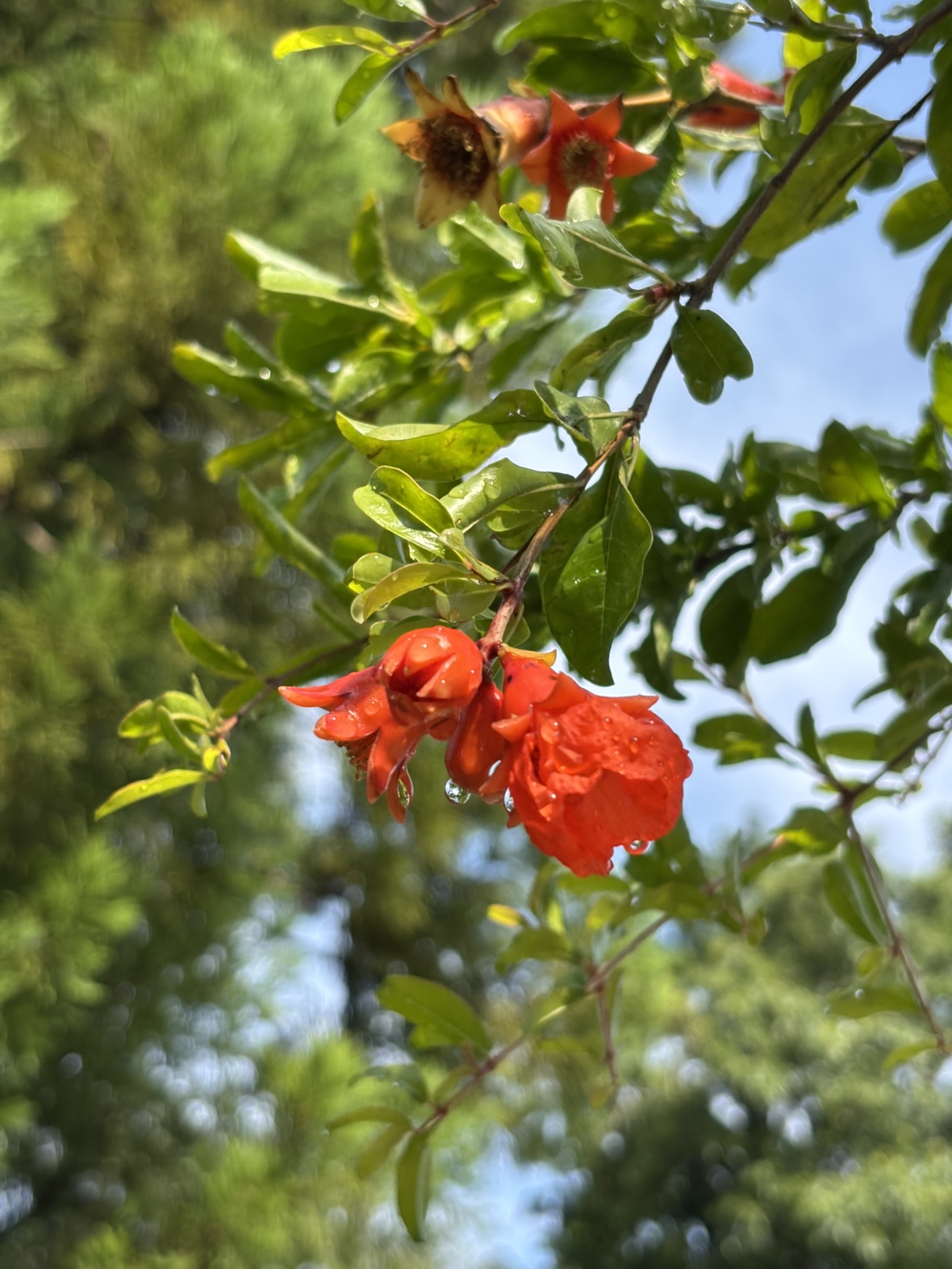 柘榴のお花