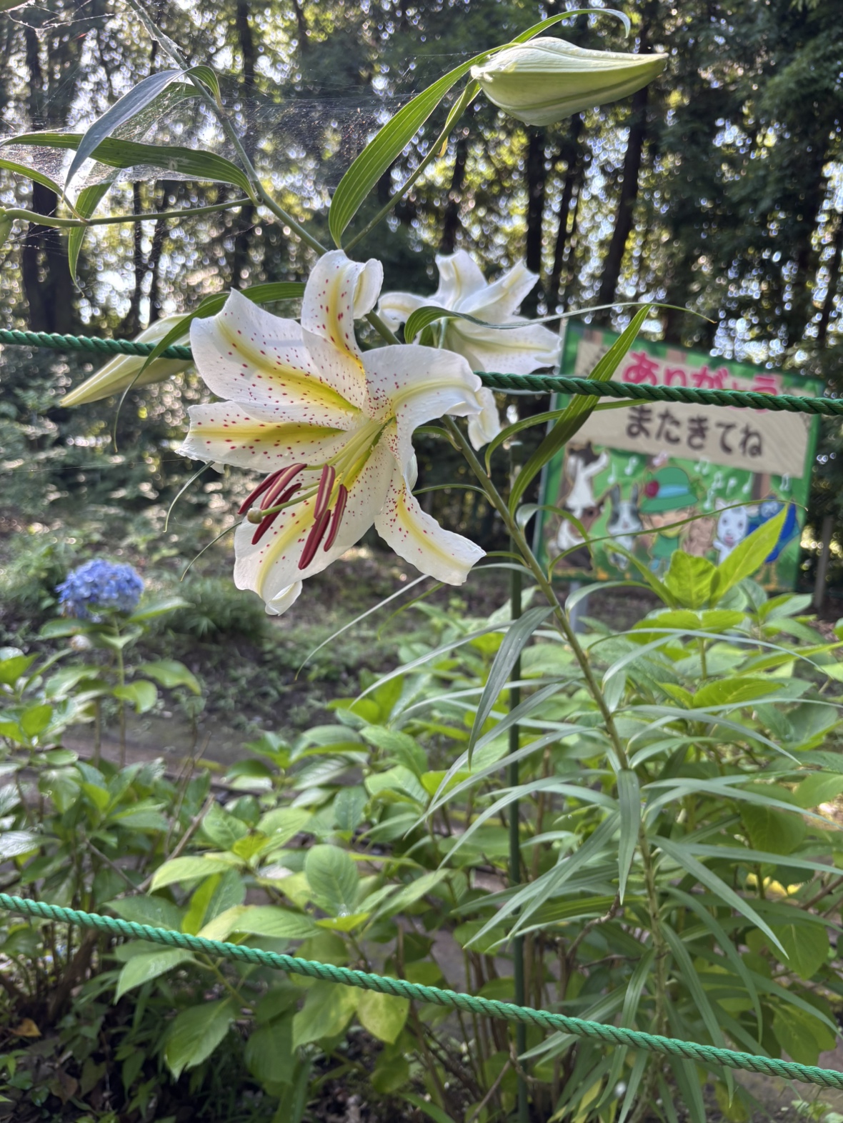 ヤマユリ