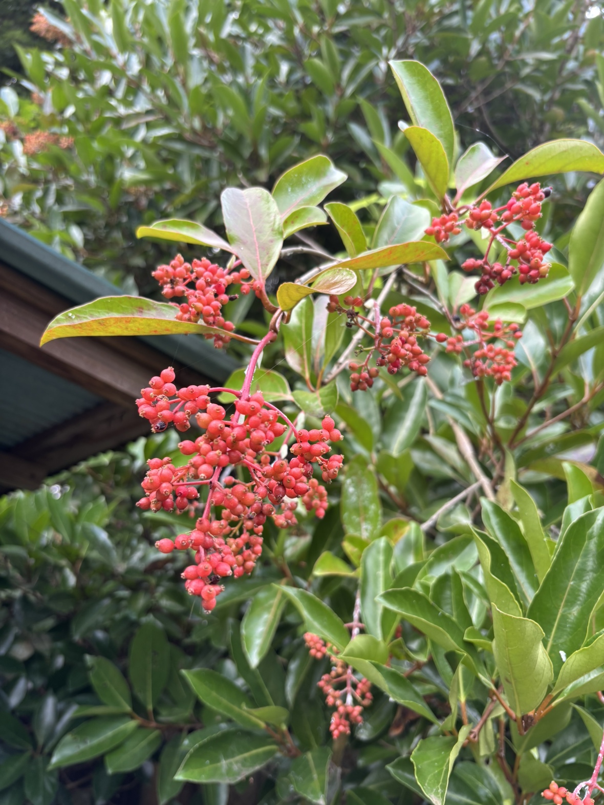 珊瑚樹