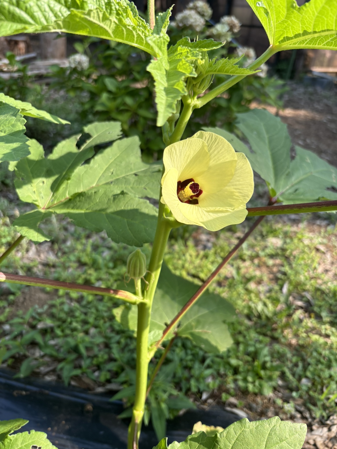 オクラの花