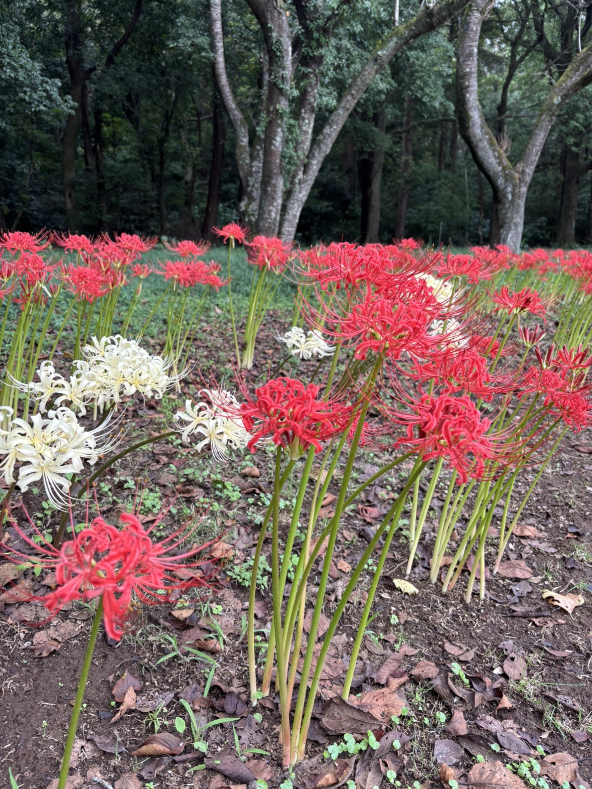 彼岸花